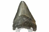 Serrated, Fossil Megalodon Tooth - South Carolina #180985-1